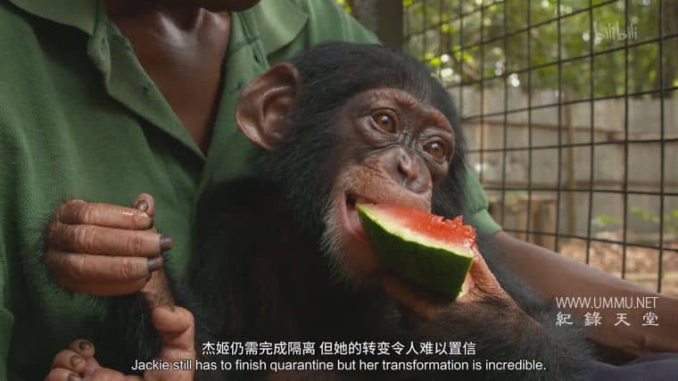 黑猩猩学院 Chimp School插图6 黑猩猩学院 Chimp School