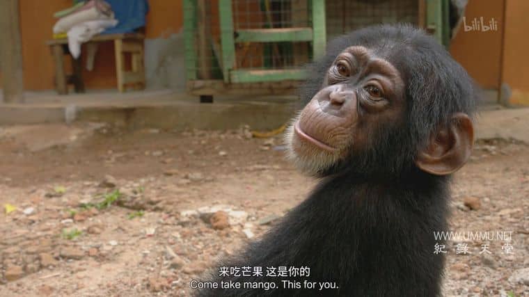 黑猩猩学院 Chimp School插图7 黑猩猩学院 Chimp School