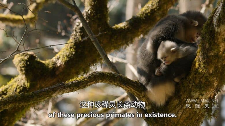 中国:自然古国 China:Nature's Ancient Kingdom插图3 中国:自然古国 China:Nature's Ancient Kingdom