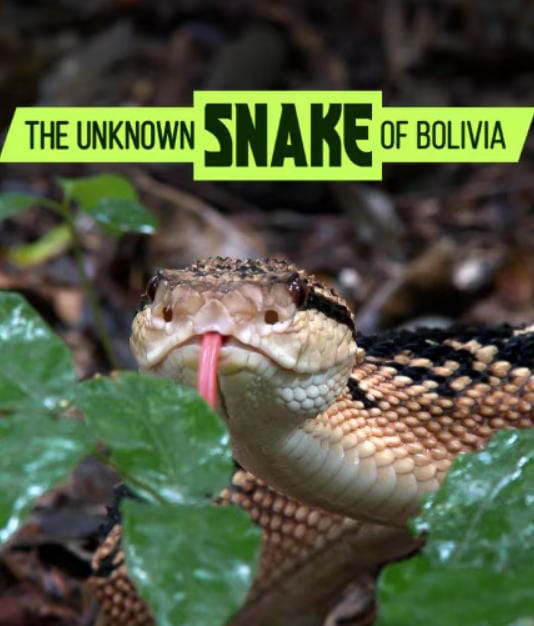 玻利维亚的未知之蛇 The Unknown Snake of Bolivia插图 玻利维亚的未知之蛇 The Unknown Snake of Bolivia