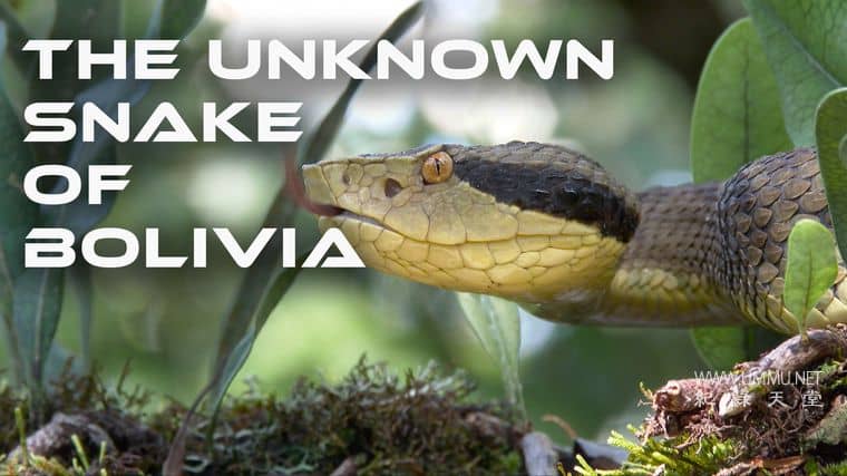 玻利维亚的未知之蛇 The Unknown Snake of Bolivia插图1 玻利维亚的未知之蛇 The Unknown Snake of Bolivia
