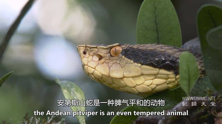 玻利维亚的未知之蛇 The Unknown Snake of Bolivia插图3 玻利维亚的未知之蛇 The Unknown Snake of Bolivia