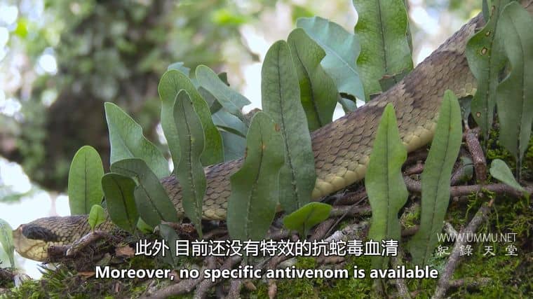 玻利维亚的未知之蛇 The Unknown Snake of Bolivia插图4 玻利维亚的未知之蛇 The Unknown Snake of Bolivia