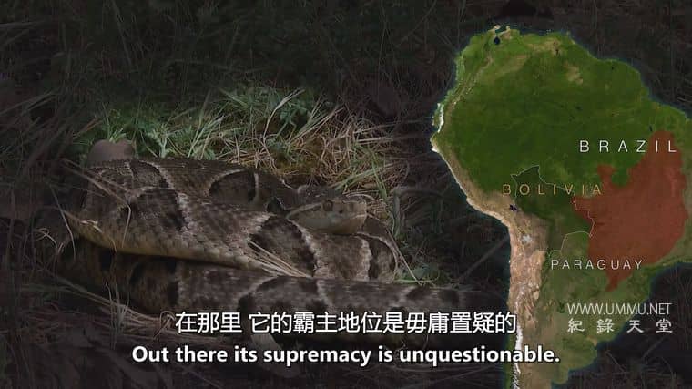 玻利维亚的未知之蛇 The Unknown Snake of Bolivia插图5 玻利维亚的未知之蛇 The Unknown Snake of Bolivia