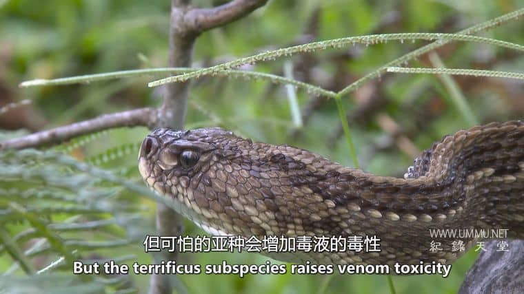 玻利维亚的未知之蛇 The Unknown Snake of Bolivia插图6 玻利维亚的未知之蛇 The Unknown Snake of Bolivia