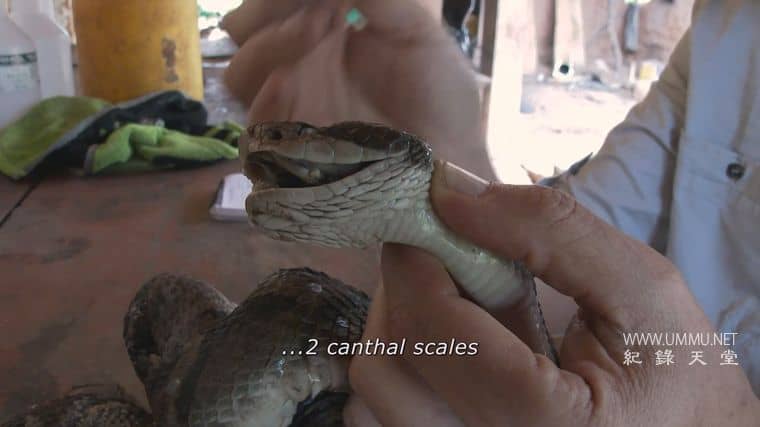 玻利维亚的未知之蛇 The Unknown Snake of Bolivia插图7 玻利维亚的未知之蛇 The Unknown Snake of Bolivia