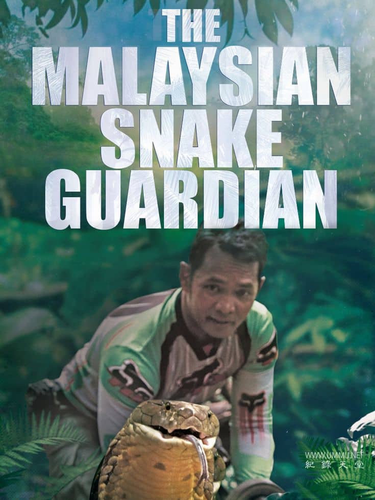 马来西亚蛇类守护者 The Malaysian Snake Guardian插图 马来西亚蛇类守护者 The Malaysian Snake Guardian
