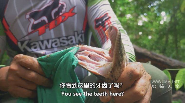 马来西亚蛇类守护者 The Malaysian Snake Guardian插图1 马来西亚蛇类守护者 The Malaysian Snake Guardian