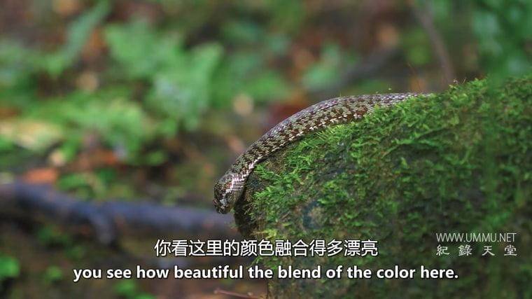 马来西亚蛇类守护者 The Malaysian Snake Guardian插图2 马来西亚蛇类守护者 The Malaysian Snake Guardian