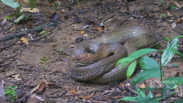 马来西亚蛇类守护者 The Malaysian Snake Guardian插图3 马来西亚蛇类守护者 The Malaysian Snake Guardian