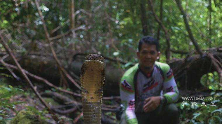 马来西亚蛇类守护者 The Malaysian Snake Guardian插图4 马来西亚蛇类守护者 The Malaysian Snake Guardian