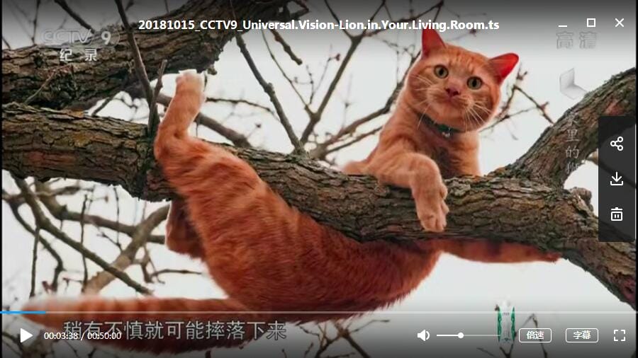 家里的狮子 The Lion in Your Living Room插图1 家里的狮子 The Lion in Your Living Room