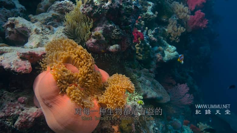 最后的珊瑚礁 The Last Reef: Cities Beneath the Sea插图2 最后的珊瑚礁 The Last Reef: Cities Beneath the Sea