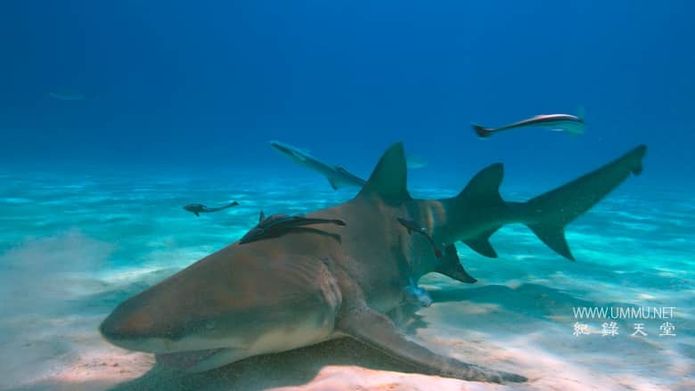 最后的珊瑚礁 The Last Reef: Cities Beneath the Sea插图3 最后的珊瑚礁 The Last Reef: Cities Beneath the Sea