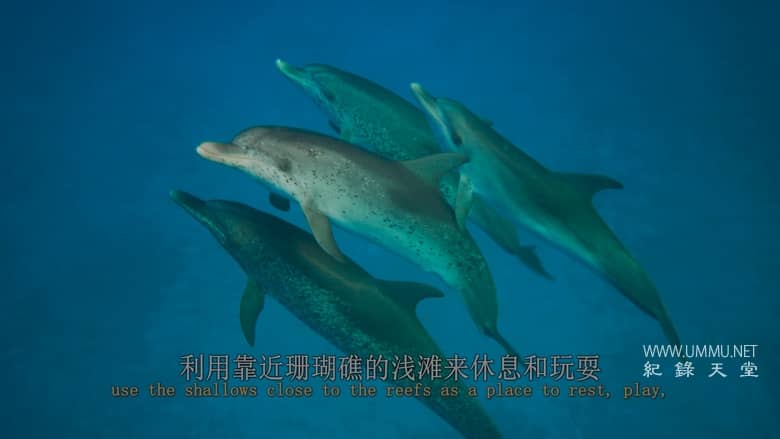 最后的珊瑚礁 The Last Reef: Cities Beneath the Sea插图4 最后的珊瑚礁 The Last Reef: Cities Beneath the Sea
