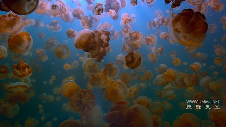 最后的珊瑚礁 The Last Reef: Cities Beneath the Sea插图6 最后的珊瑚礁 The Last Reef: Cities Beneath the Sea