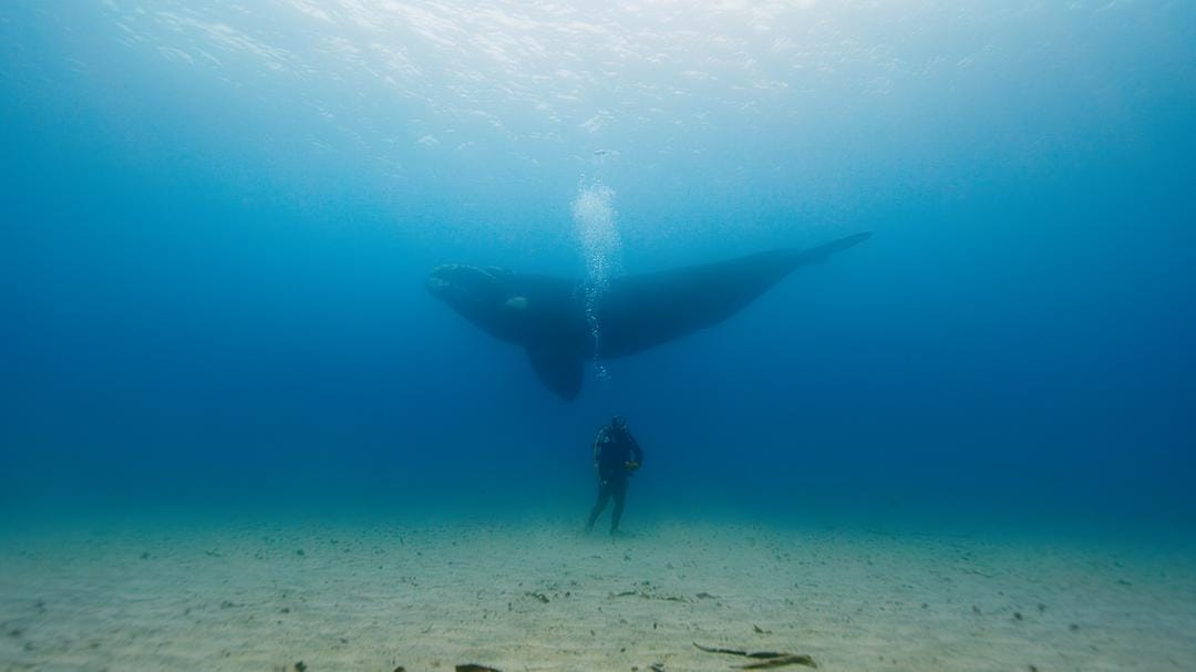 七个世界,一个星球 Seven Worlds, One Planet插图3 七个世界,一个星球 Seven Worlds, One Planet