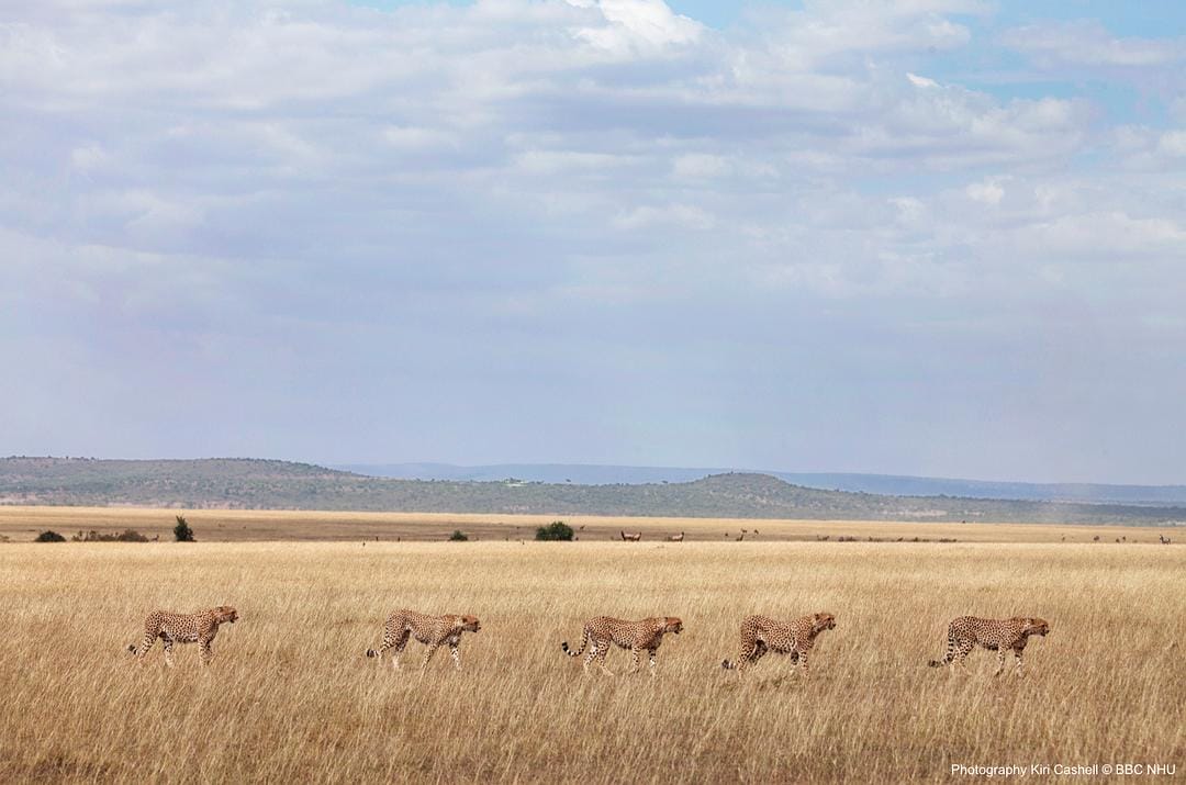 七个世界,一个星球 Seven Worlds, One Planet插图11 七个世界,一个星球 Seven Worlds, One Planet