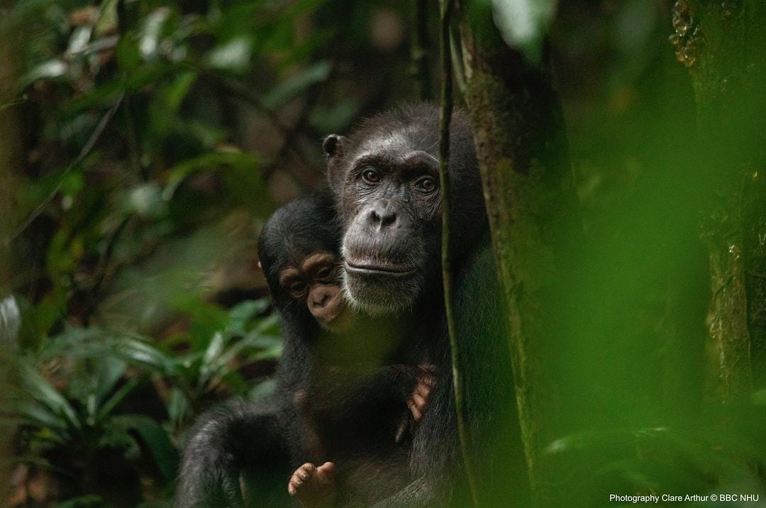 七个世界,一个星球 Seven Worlds, One Planet插图13 七个世界,一个星球 Seven Worlds, One Planet