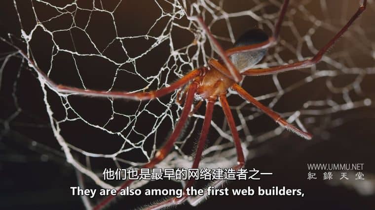 十六条腿 Sixteen Legs插图5 十六条腿 Sixteen Legs