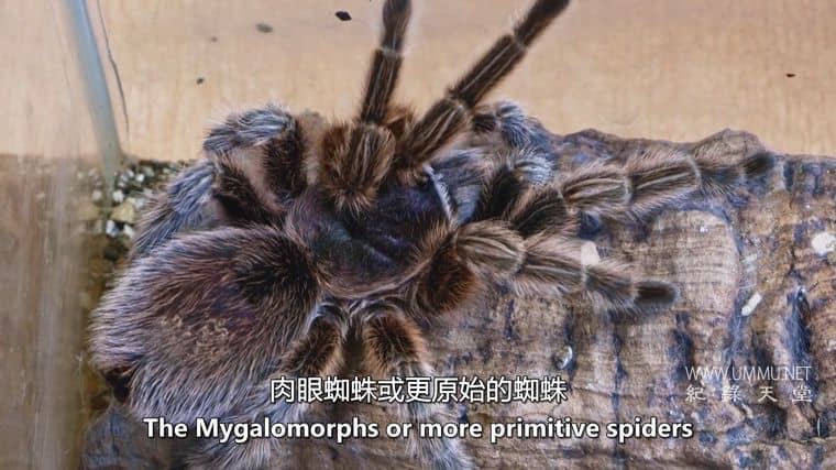 十六条腿 Sixteen Legs插图6 十六条腿 Sixteen Legs