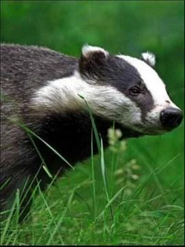 自然世界:狗獾 Badgers: Secrets of the Sett插图 自然世界:狗獾 Badgers: Secrets of the Sett