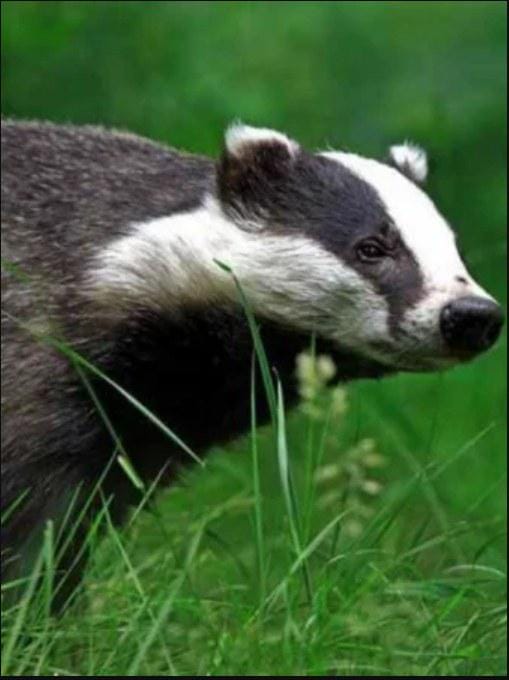 自然世界:狗獾 Badgers: Secrets of the Sett插图1 自然世界:狗獾 Badgers: Secrets of the Sett