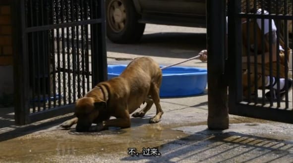 狗儿救援迎新生 第11季 Pit Bulls and Parolees插图2 狗儿救援迎新生 第11季 Pit Bulls and Parolees