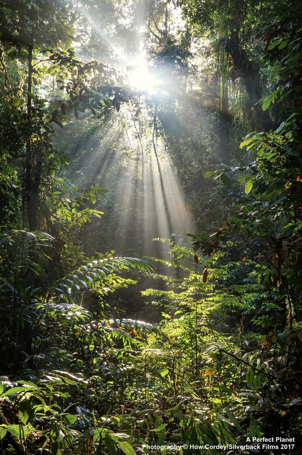 完美星球 A Perfect Planet插图1 完美星球 A Perfect Planet