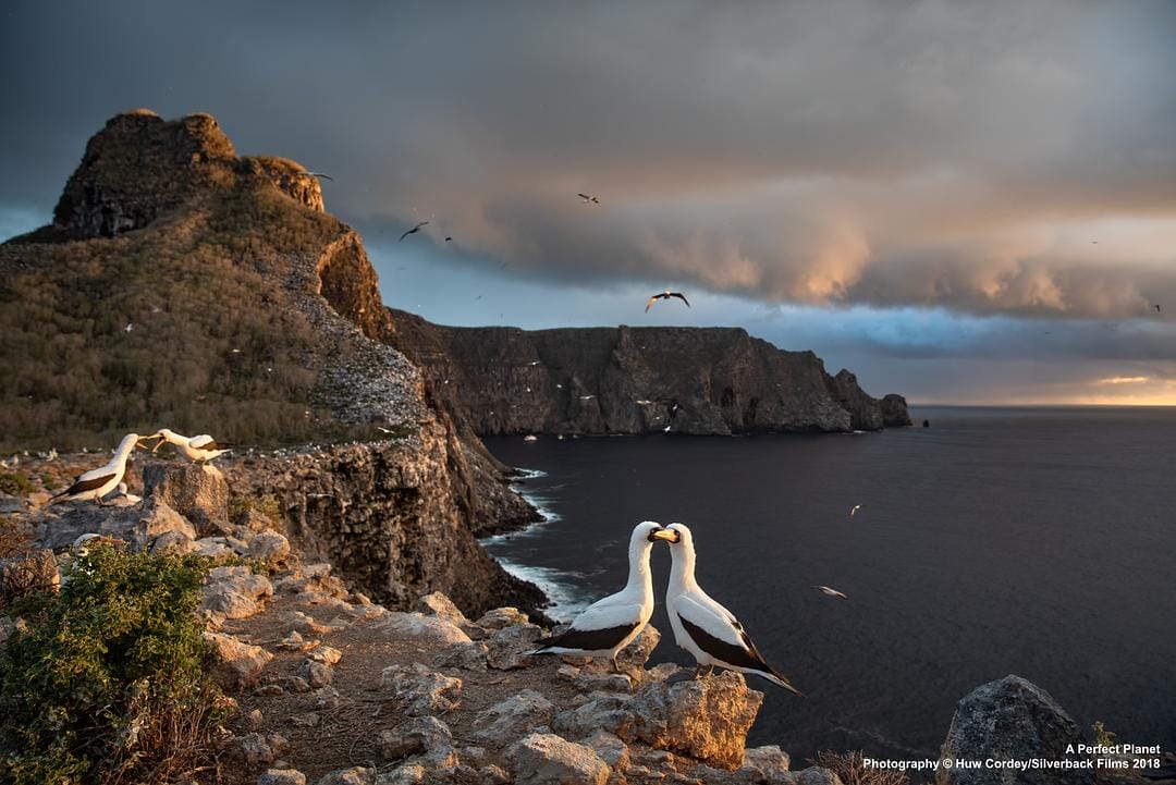 完美星球 A Perfect Planet插图5 完美星球 A Perfect Planet