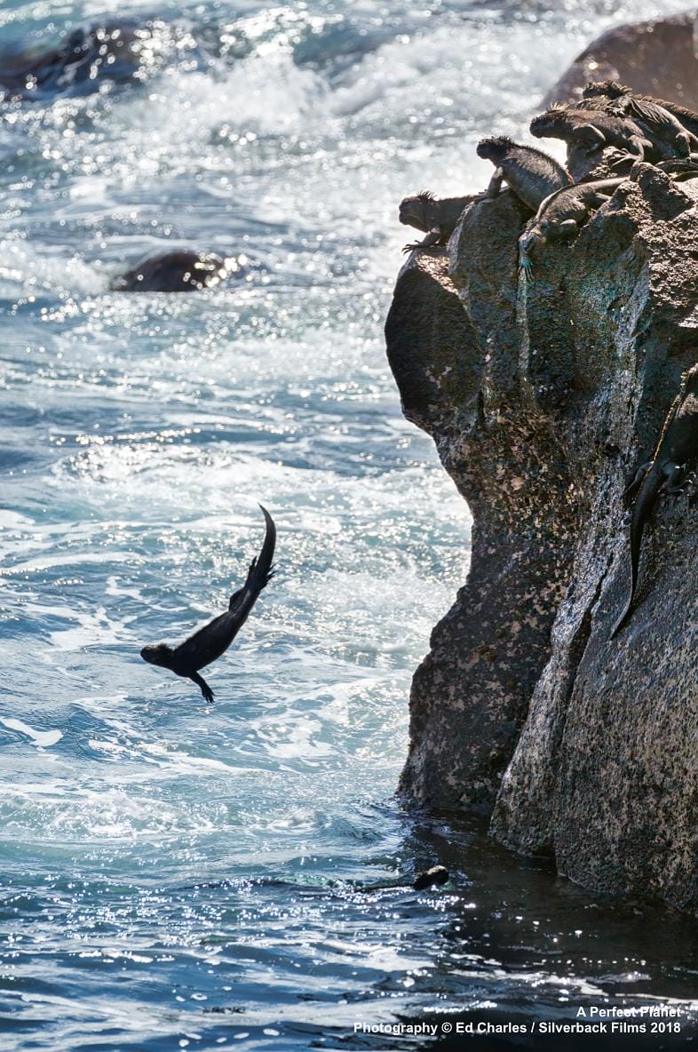 完美星球 A Perfect Planet插图11 完美星球 A Perfect Planet