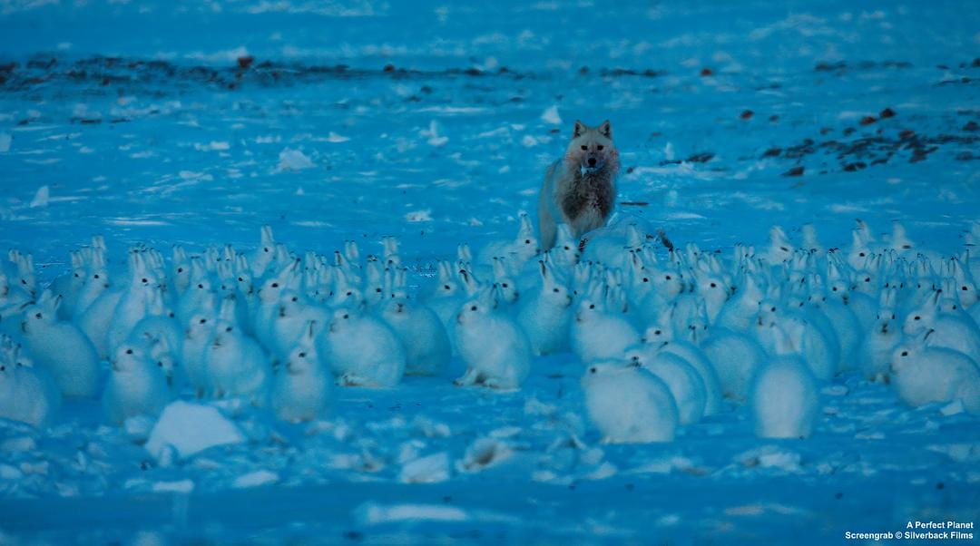 完美星球 A Perfect Planet插图12 完美星球 A Perfect Planet