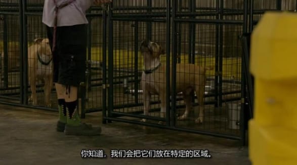 狗儿救援迎新生 第19季 Pit Bulls and Parolees插图4 狗儿救援迎新生 第19季 Pit Bulls and Parolees