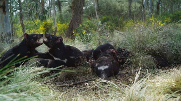 澳大利亚海洋奇幻之旅 Australia's Ocean Odyssey插图4 澳大利亚海洋奇幻之旅 Australia's Ocean Odyssey