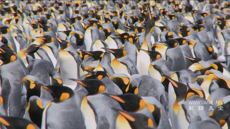 大的、小的和致命的 Big, Small & Deadly插图2 大的、小的和致命的 Big, Small & Deadly