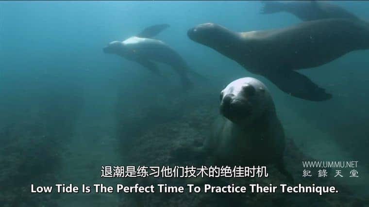 大的、小的和致命的 Big, Small & Deadly插图3 大的、小的和致命的 Big, Small & Deadly