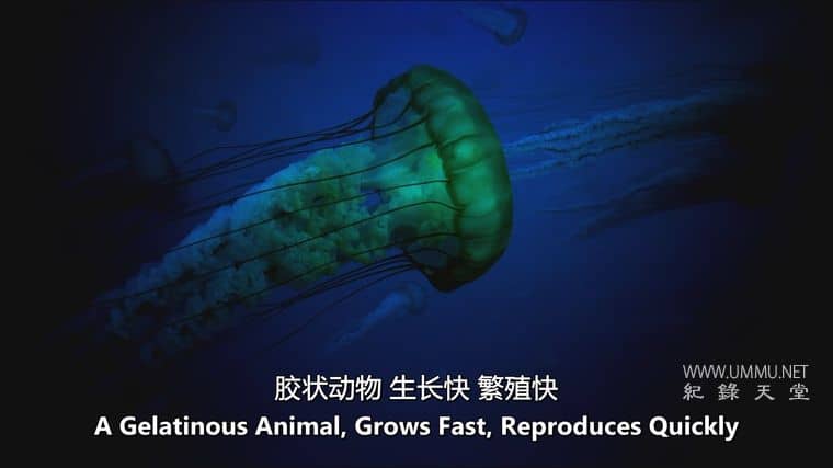 大的、小的和致命的 Big, Small & Deadly插图5 大的、小的和致命的 Big, Small & Deadly