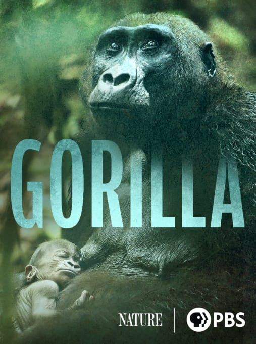 大猩猩 Gorilla插图 大猩猩 Gorilla