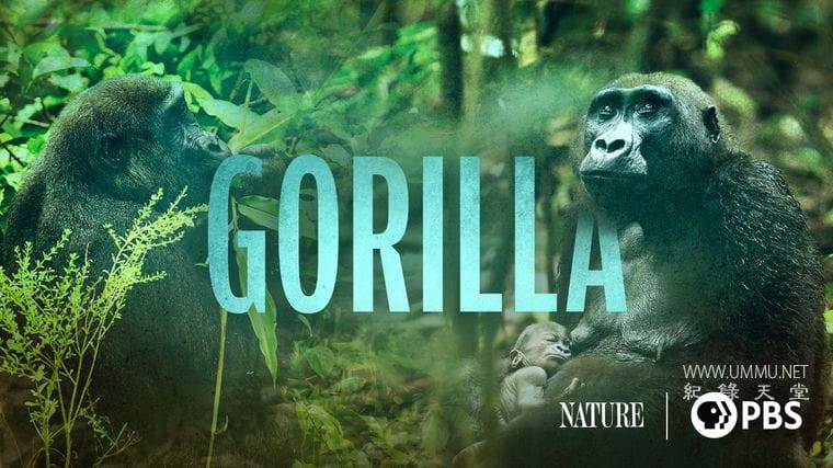 大猩猩 Gorilla插图1 大猩猩 Gorilla