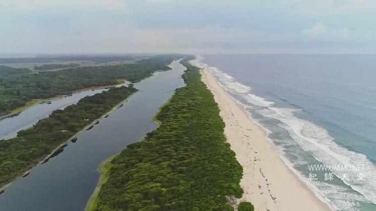 大猩猩 Gorilla插图2 大猩猩 Gorilla