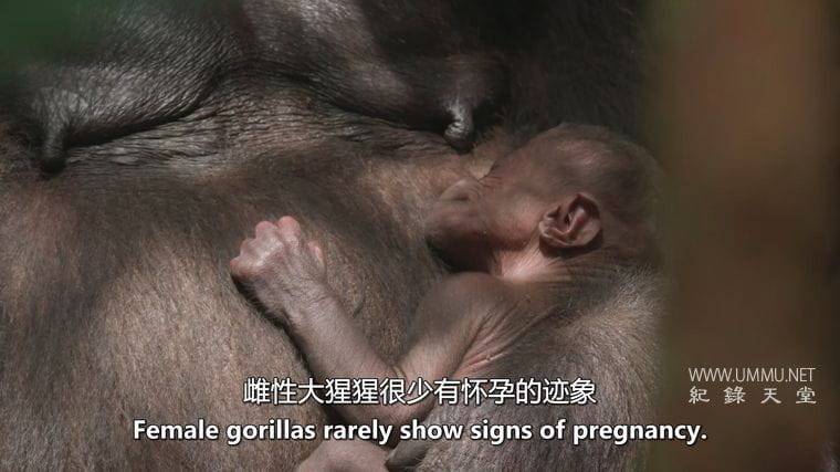 大猩猩 Gorilla插图3 大猩猩 Gorilla