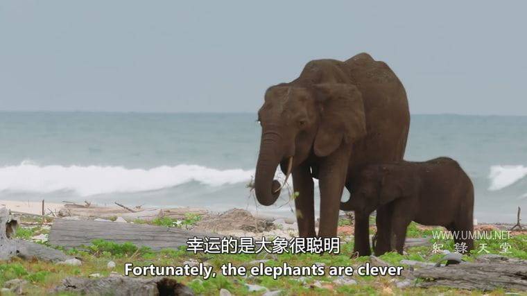 大猩猩 Gorilla插图4 大猩猩 Gorilla