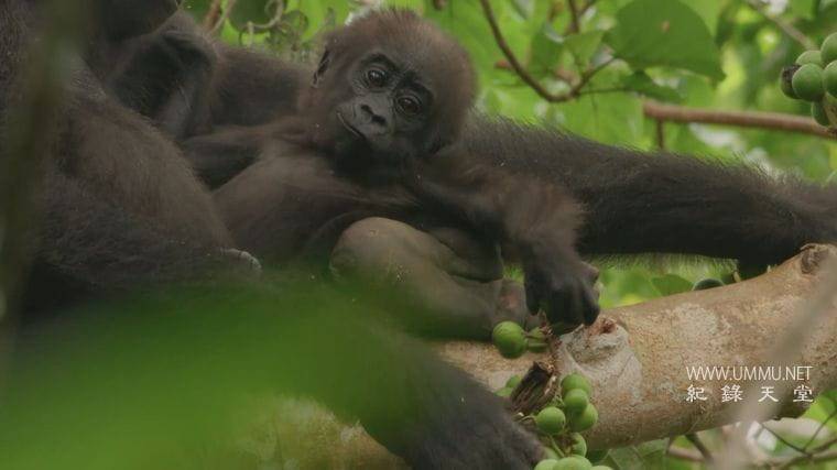 大猩猩 Gorilla插图5 大猩猩 Gorilla