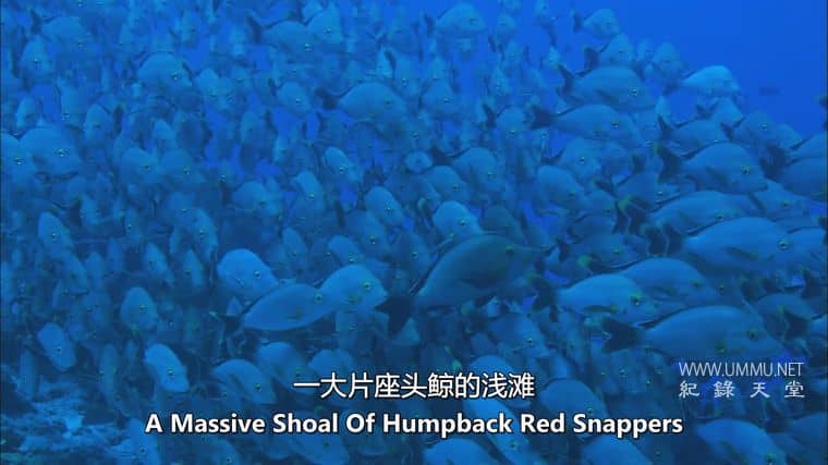 海洋冒险任务 Adventure Ocean Quest插图3 海洋冒险任务 Adventure Ocean Quest