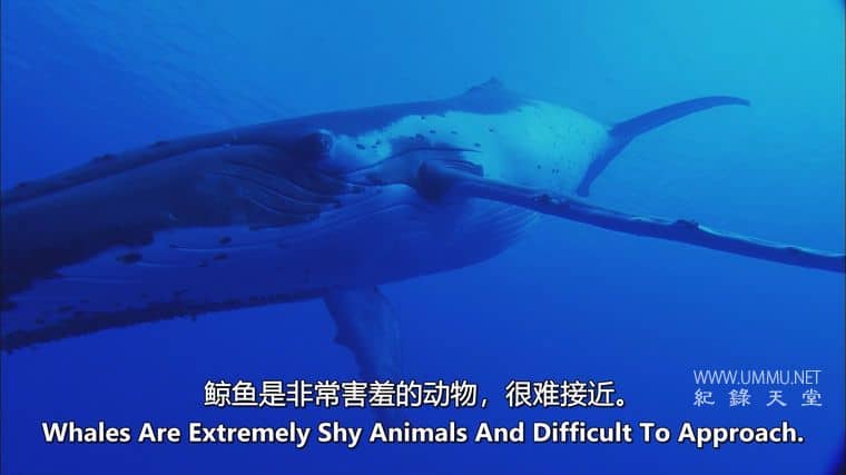 海洋冒险任务 Adventure Ocean Quest插图4 海洋冒险任务 Adventure Ocean Quest