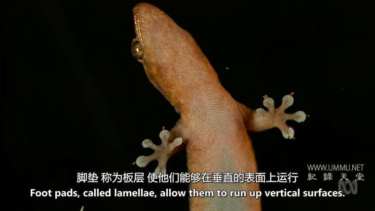 澳大利亚野性奥德赛 Australia's Wild Odyssey插图3 澳大利亚野性奥德赛 Australia's Wild Odyssey