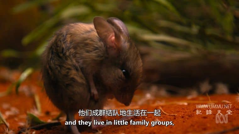 澳大利亚野性奥德赛 Australia's Wild Odyssey插图4 澳大利亚野性奥德赛 Australia's Wild Odyssey