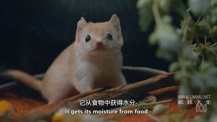 澳大利亚野性奥德赛 Australia's Wild Odyssey插图5 澳大利亚野性奥德赛 Australia's Wild Odyssey