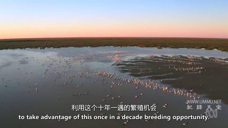 澳大利亚野性奥德赛 Australia's Wild Odyssey插图6 澳大利亚野性奥德赛 Australia's Wild Odyssey