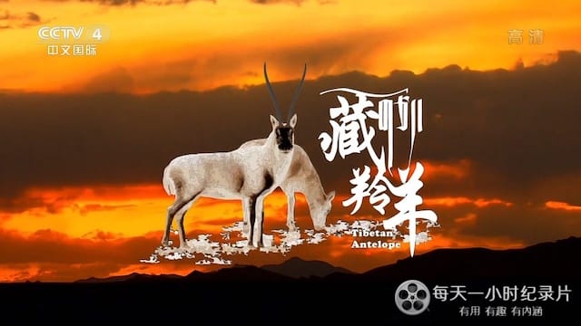 藏羚羊 Tibetan Antelope 2022插图1 藏羚羊 Tibetan Antelope 2022